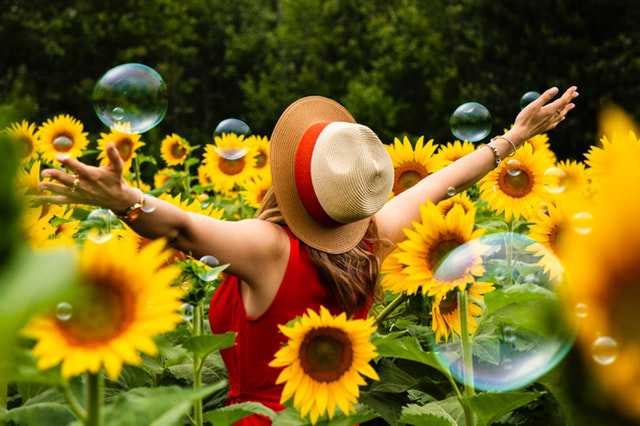 woman-wearing-straw-hat-standing-in-bed-of-sunflowers img