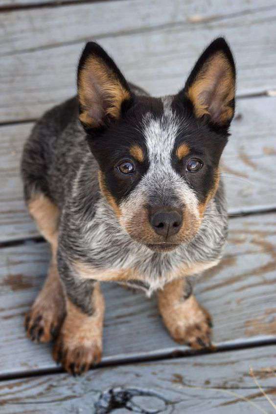 Australian Cattle Dog looking at me picture