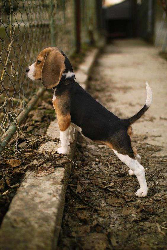 Beagle dog breed image