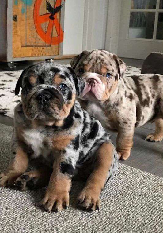 two Bulldog breeds cute photo