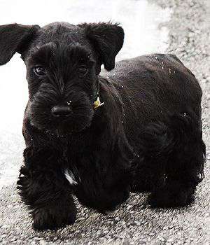 black Cesky Terrier puppy image