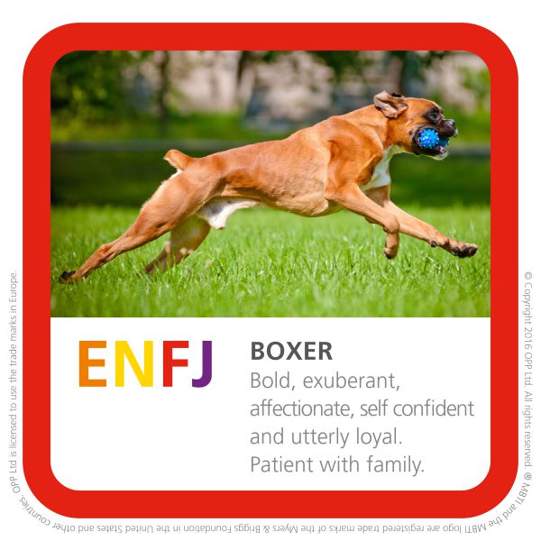 ENFJ boxer breed of dog photo