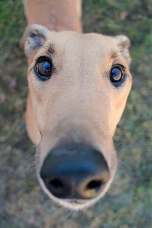 Greyhound funny face photo