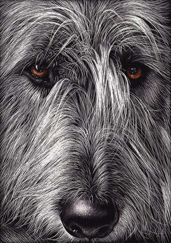 Irish Wolfhound face pic art