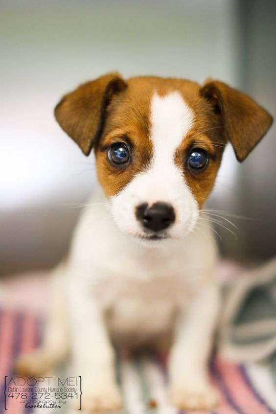 Jack Russell Terrier adorable pic