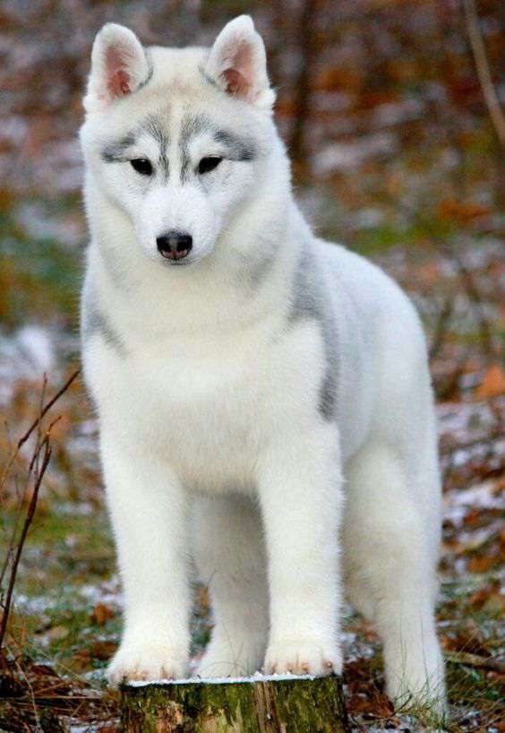 Siberian Husky dog breed pic