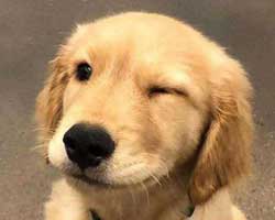 dog-breed-selector-quiz featured image