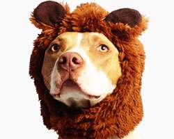how-many-dog-breed-can-you-name image