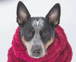 what-breed-is-my-dog-from-picture quiz img