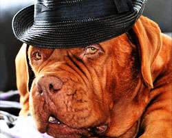what-breed-of-dog-are-you quiz featured image