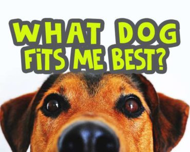 what-dog-fits-me-best-quiz image