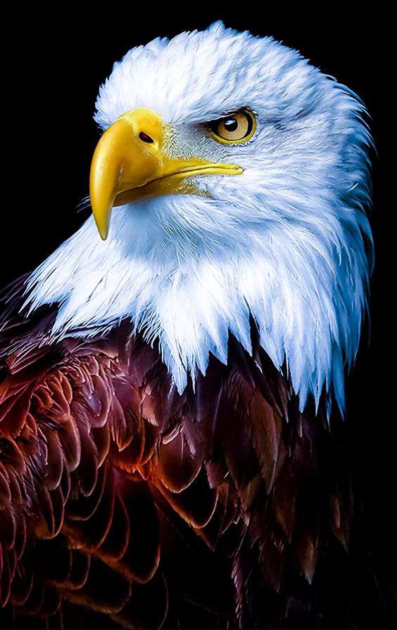 eagle spirit animal