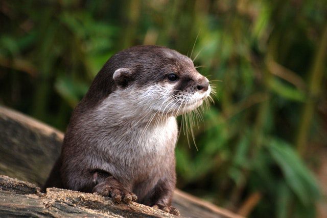 what animal are you quiz - nature-animal-cute-fur otter