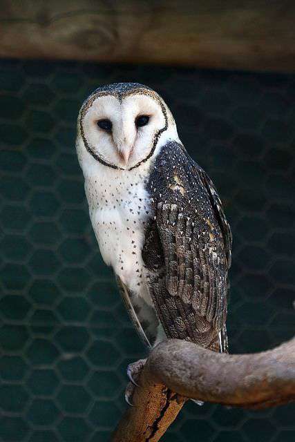 owl spirit animal