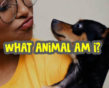 what-animal-am-i-quiz