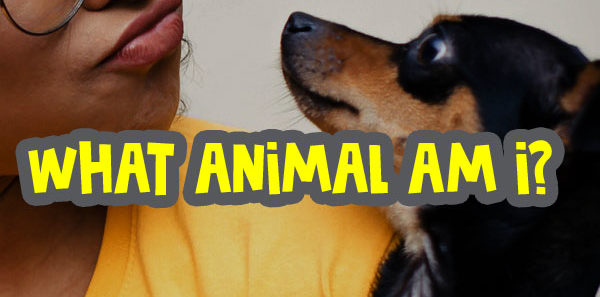 what-animal-am-i-quiz