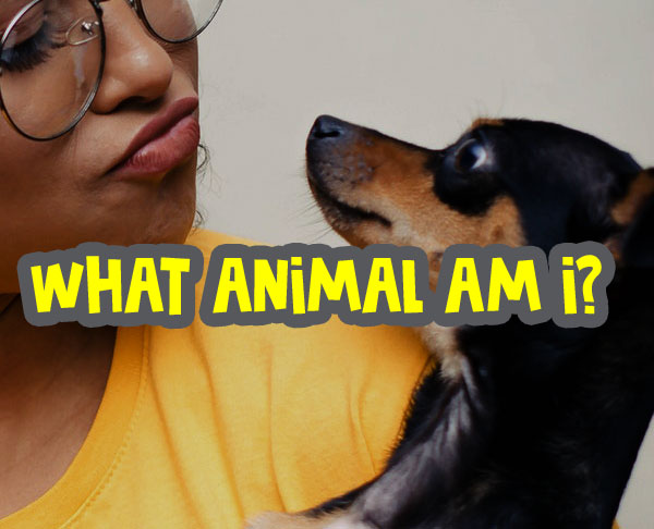 what animala am i - what animal are you quiz featured image