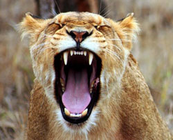 what-animal-are-you-quiz