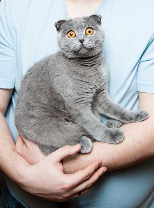 man holding funny cat