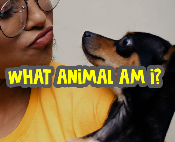 What Animal Am I Quizzes - Prime Animal Wallpapers